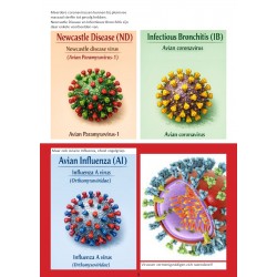 SPECIAL - Vogelgriep